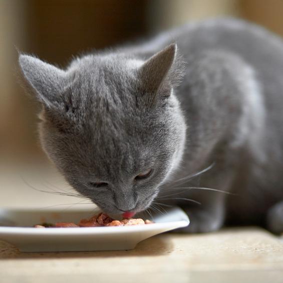 Hypoallergenic Cat Food

