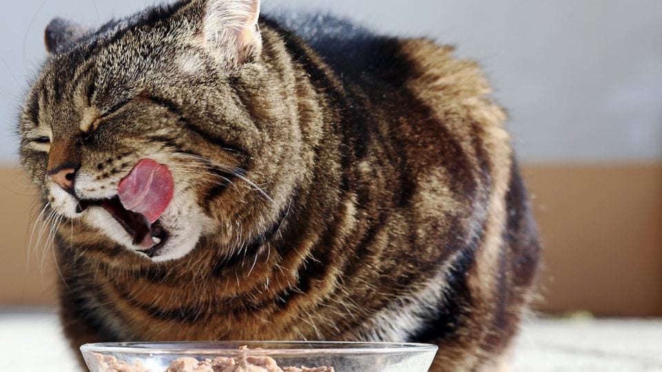best sensitive stomach cat food
