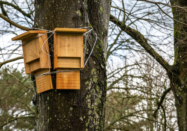 Bat House