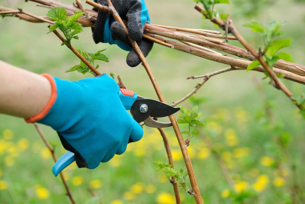 tree surgeon wilmslow
